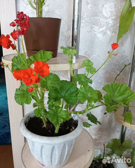 Герань в кашпо