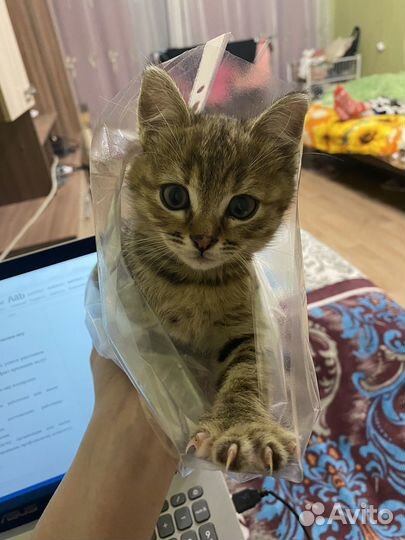 Котенок в добрые руки