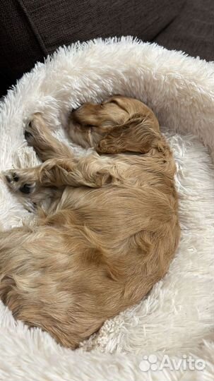 Кокер спаниель английский