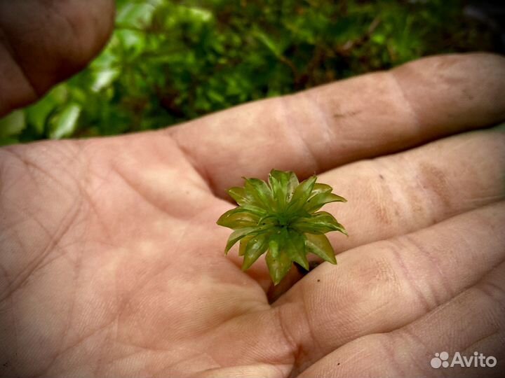 Живой мох, микс из разных видов