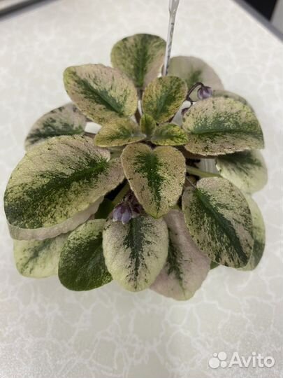 Фиалка мини