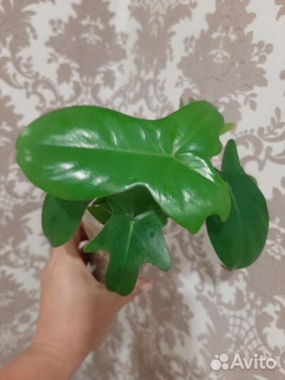 Филодендроны