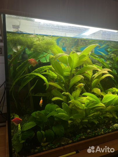 Водоросли для аквариума