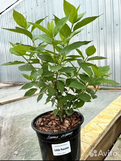 Гортензия Ванилла фрейз