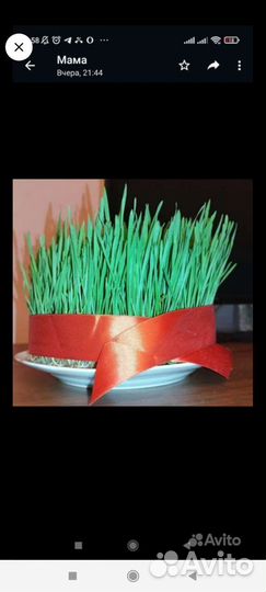 Продаю семени к Новруз байрам