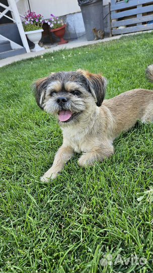 Ши-тцу вязка