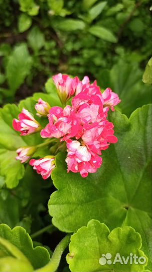 Герань розебудная