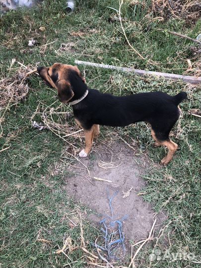 Русская гончая