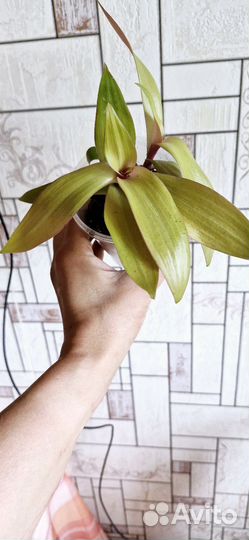 Традесканция рео желтая