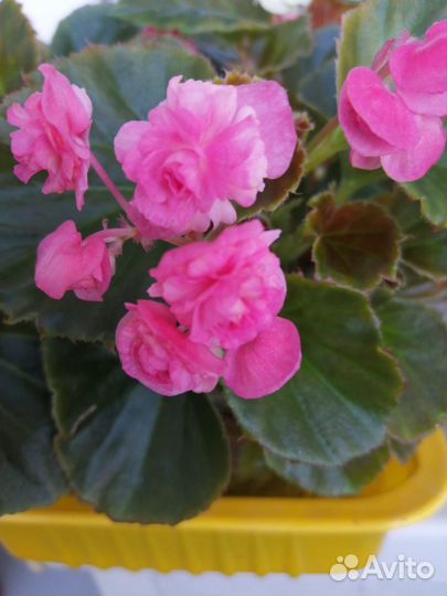 Бегония вечноцветущая махровая роз и белая