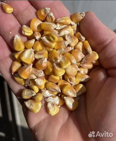 Кормовая кукуруза, Фуражная пшеница на корм