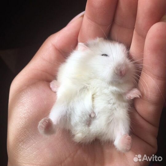 Вязка,случка,ищу самку джингарика самцу белого цве