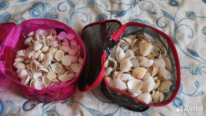 Морские ракушки