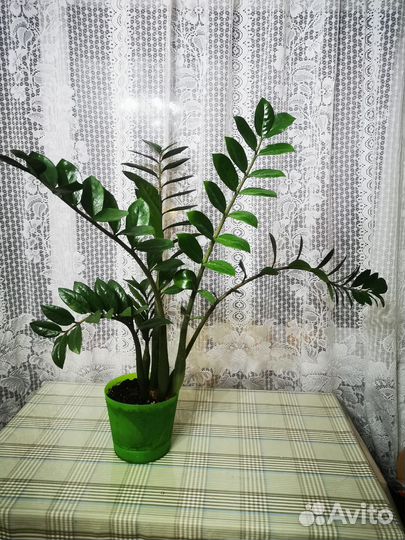 Замиокулькас