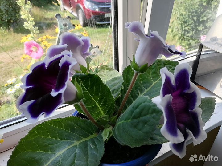 Листья глоксиний