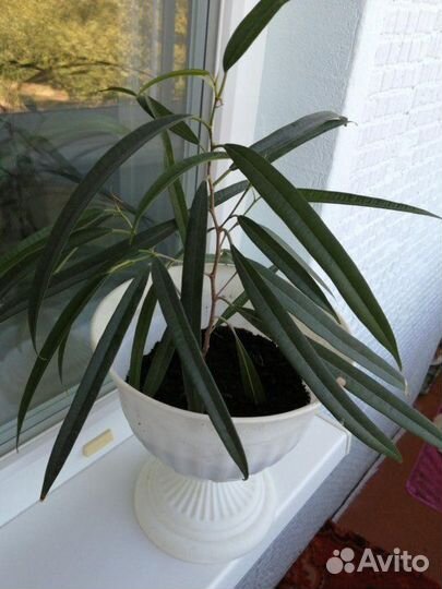 Фикус узколистный