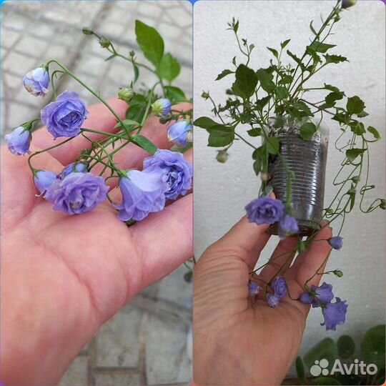 Кампанула жених и невеста махровые и не иахровые