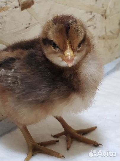 Цыплята суточные Билефельдер