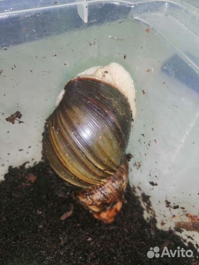 Улитки ахатины