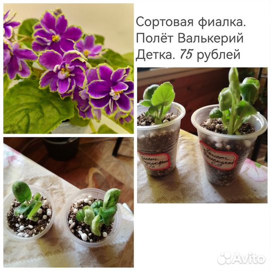 Сортовые фиалки