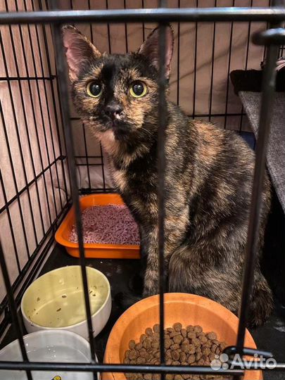 Кошка ищет дом бесплатно в дар