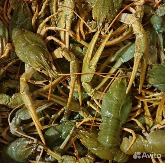 Живые и Вареные раки