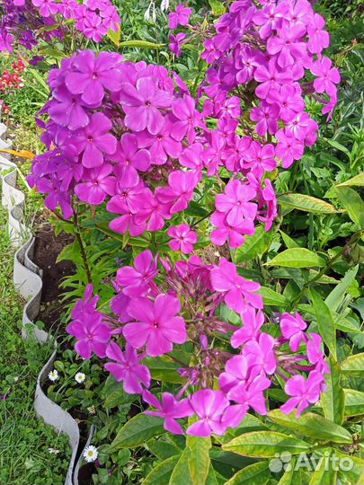 Ромашка,флоксы