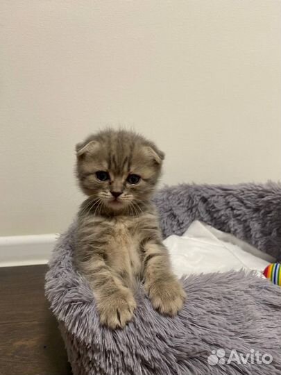 Шотландская вислоухая кошка