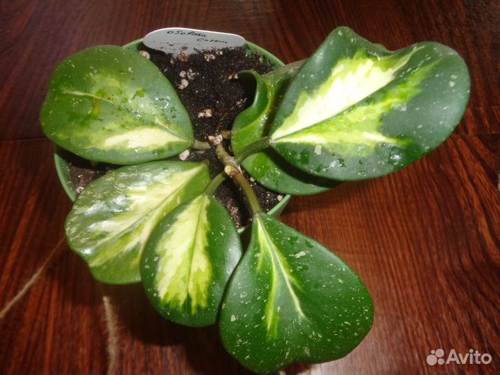 Хойя обовата