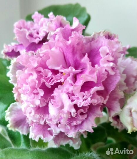 Сортовые фиалки (ук. листочки)