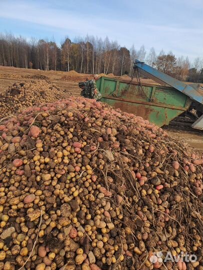 Картофель,морковь