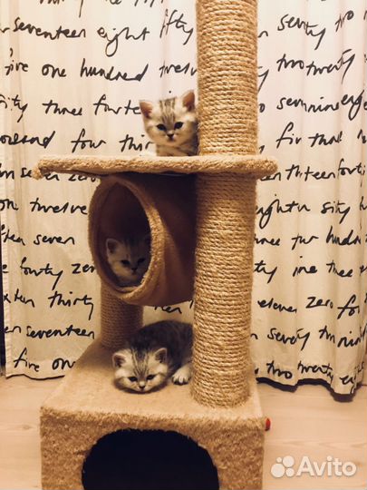 Шотландские котята: скоттиш-фолд и скоттиш-страйт