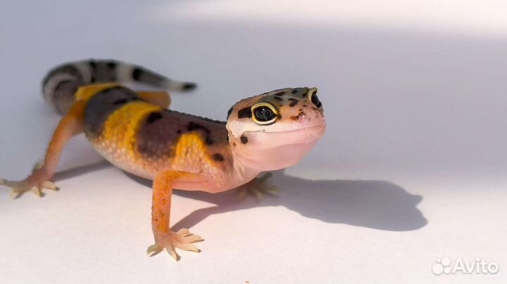 Ручные драконы - Эублефары