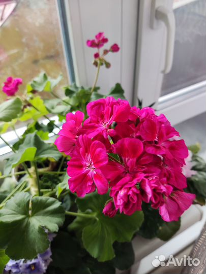 Фея Полина (Fee Cerise Polina) пеларгония