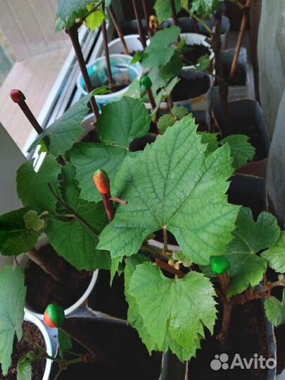 Саженцы винограда