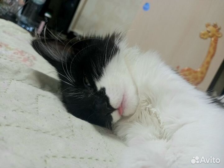 Отдам в добрые руки