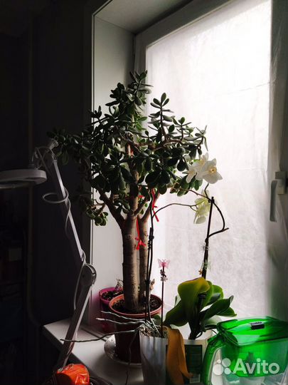 Крассула толстянка