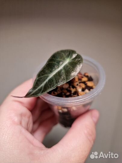 Алоказия полли