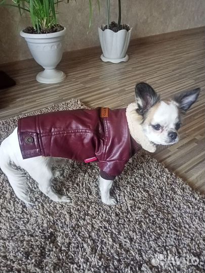 Вещи на собачку