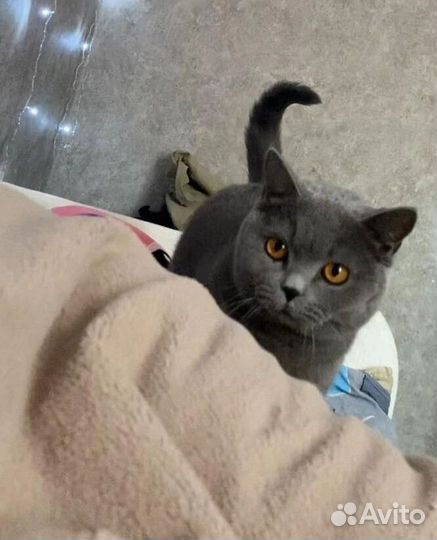 Кот в добрые руки