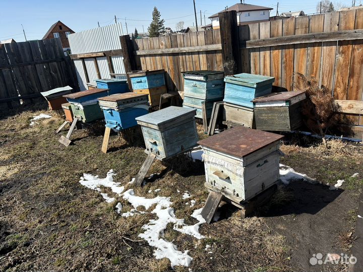 Улей с пчелами