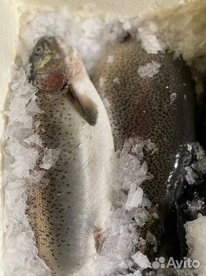 Свежая рыба радужная форель