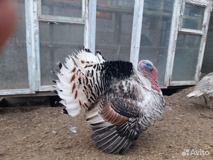 Инкубационное яйцо индюков