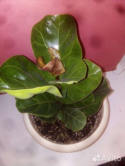 Фикус лирата