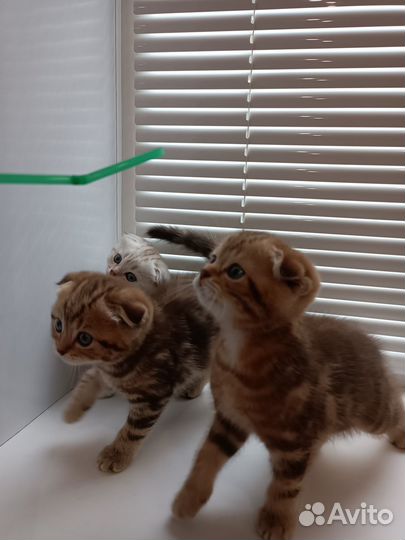 Шотландские вислоухие котята