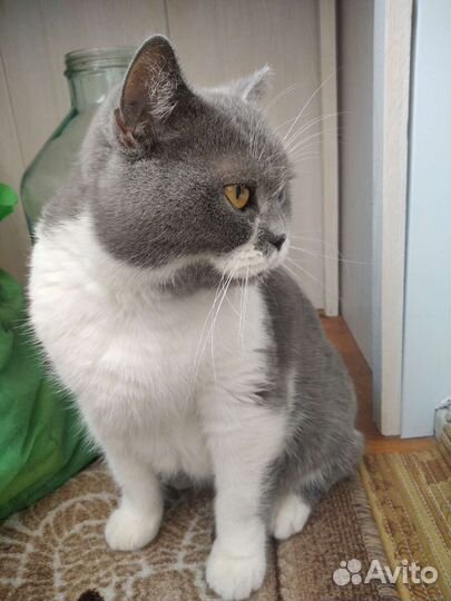 Шотландская