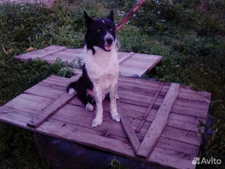 Русско европейская лайка