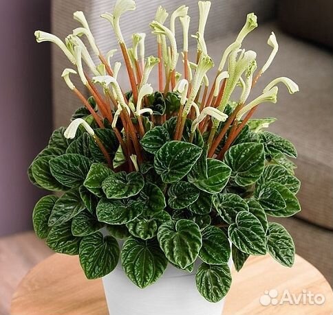 Пеперомия Лилиан, Рубелла