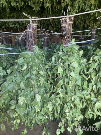 Веники для бани березовые, качественные