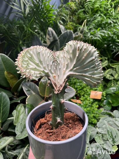 Комнатные растения Эуфорбия Кристата Молочай